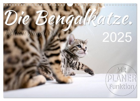 Die Bengalkatze. Edition Jungtiere (Wandkalender 2025 DIN A3 quer), CALVENDO Monatskalender - Sylvio Banker