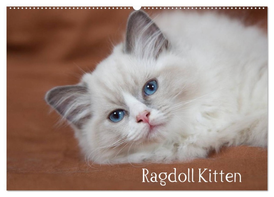 Ragdoll Kitten (Wandkalender 2026 DIN A2 quer), CALVENDO Monatskalender - Fotodesign Verena Scholze