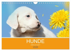 Cover-Bild zum Titel 'HUNDE LEBEN IST BUNT (Wandkalender 2026 DIN A4 quer), CALVENDO Monatskalender' von 'Petra Eckerl Tierfotografie'