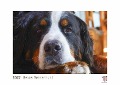 Berner Sennenhund 2022 - White Edition - Timokrates Kalender, Wandkalender, Bildkalender - DIN A4 (ca. 30 x 21 cm) - 