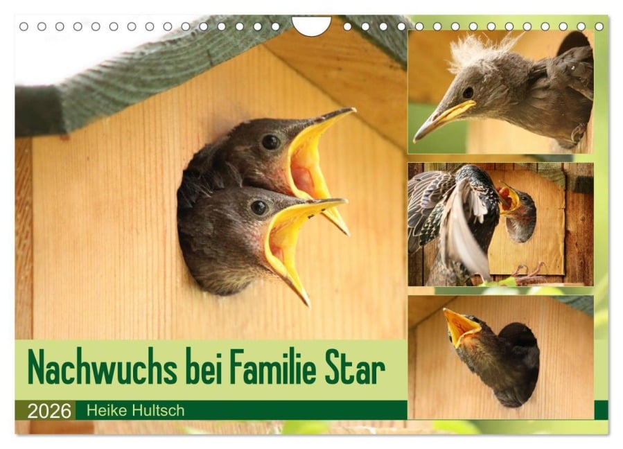 Nachwuchs bei Familie Star (Wandkalender 2026 DIN A4 quer), CALVENDO Monatskalender - Heike Hultsch