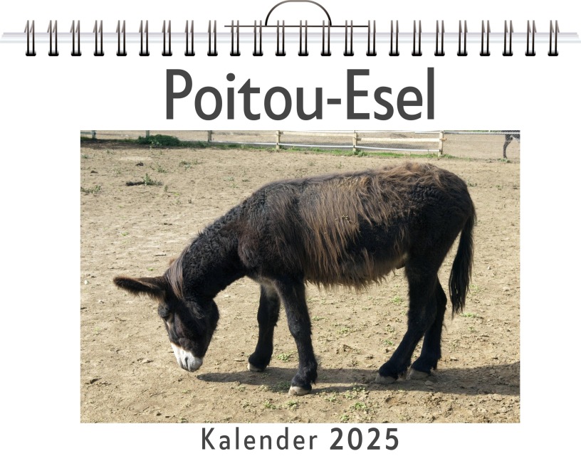 Poitou-Esel - Alexander Schmitz