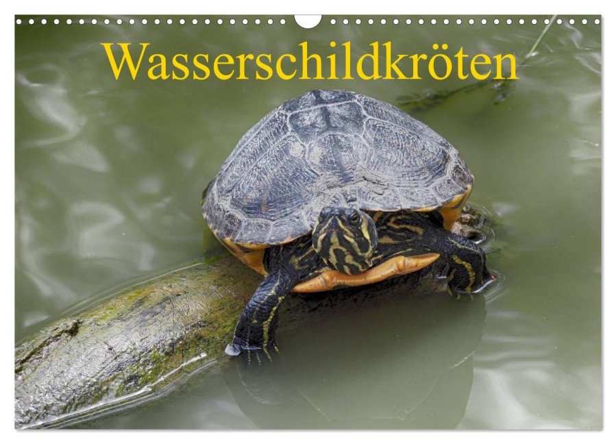 Wasserschildkröten (Wandkalender 2026 DIN A3 quer), CALVENDO Monatskalender - Klaudia Kretschmann