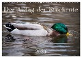 Der Alltag der Stockente (Wandkalender 2025 DIN A2 quer), CALVENDO Monatskalender - Verena Mahrhofer