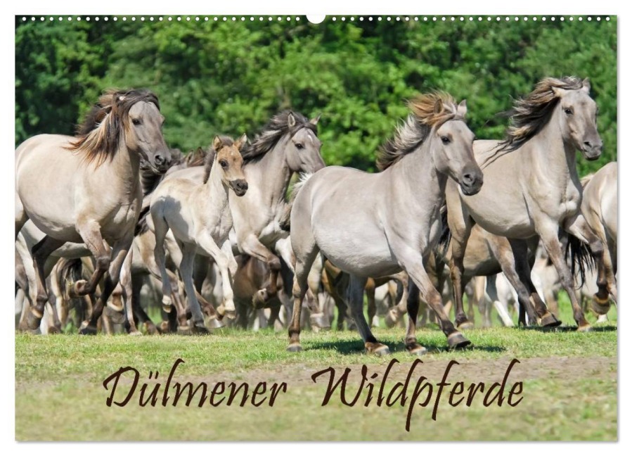 Dülmener Wildpferde (Wandkalender 2026 DIN A2 quer), CALVENDO Monatskalender - Katho Menden