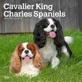 Cavalier King Charles Spaniels 2025 12 X 24 Inch Monthly Square Wall Calendar Plastic-Free - Browntrout