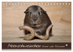 Cover-Bild zum Titel 'Meerschweinchen - Kleine süße Fellnasen (Tischkalender 2027 DIN A5 quer), CALVENDO Monatskalender' von 'Petra Fischer'