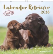 Cover-Bild zum Titel 'Labrador Retriever 2026 - Broschürenkalender 30x30 cm (30x60 geöffnet) - Kalender mit Platz für Notizen - Dachshund - Bildkalender - Wandplaner - Dackelkalender' von ''