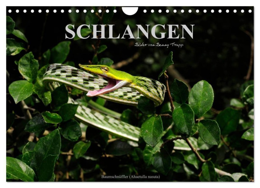 Schlangen (Wandkalender 2027 DIN A4 quer), CALVENDO Monatskalender - Benny Trapp