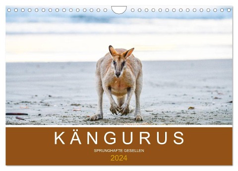 Kängurus, sprunghafte Gesellen (Wandkalender 2024 DIN A4 quer), CALVENDO Monatskalender - Robert Styppa