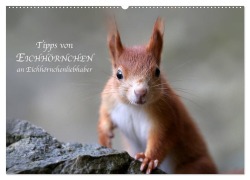 Tipps von Eichhörnchen an Eichhörnchenliebhaber (Wandkalender 2025 DIN A2 quer), CALVENDO Monatskalender - Birgit Cerny