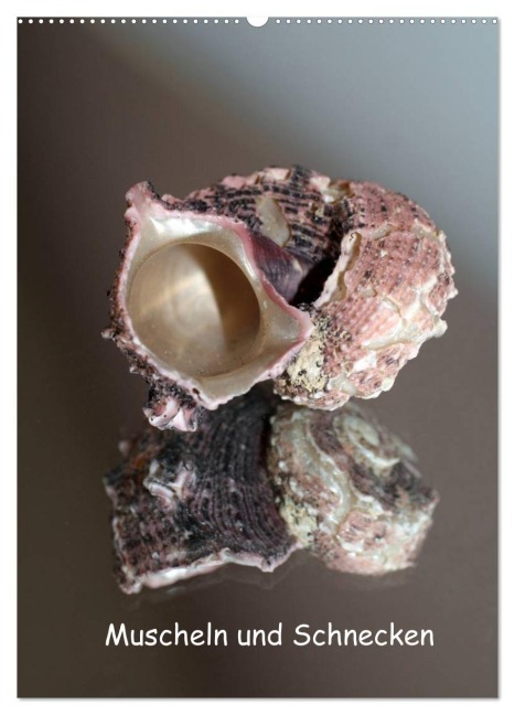 Muscheln und Schnecken (Wandkalender 2026 DIN A2 hoch), CALVENDO Monatskalender - Christine Daus