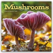 Mushrooms - Pilze 2026 - Wand-Kalender - Carousel Calendar