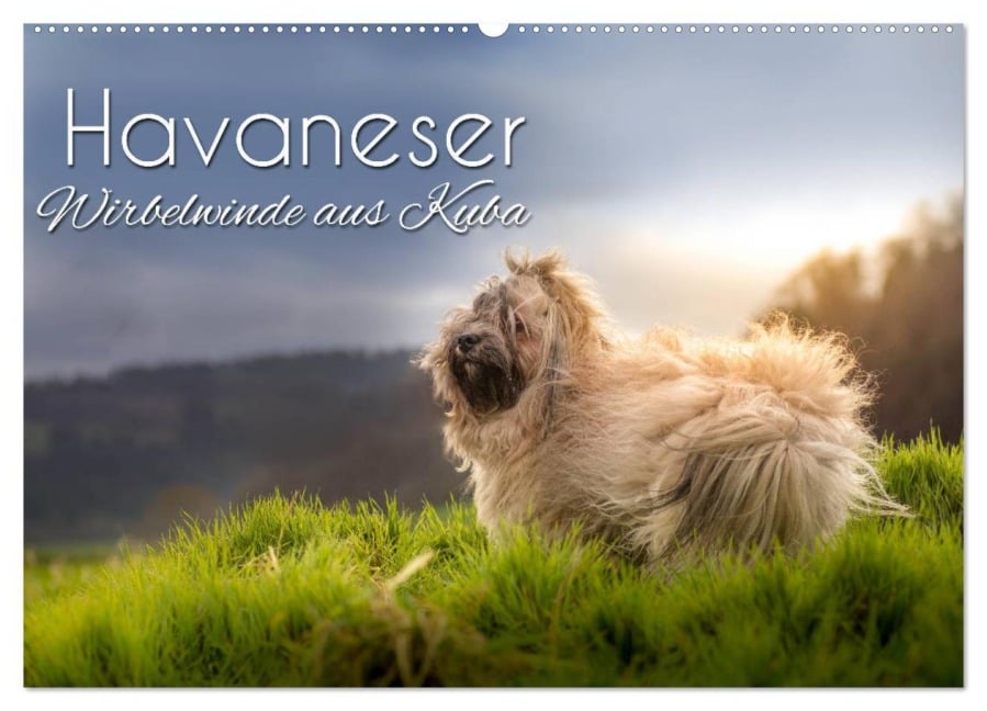 Havaneser - Wirbelwinde aus Kuba (Wandkalender 2026 DIN A2 quer), CALVENDO Monatskalender - Alexandra Hollstein