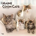 Cover-Bild zum Titel 'MAINE COON CATS 2024 SQUARE' von ''