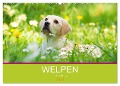 Welpen im Frühling (Wandkalender 2024 DIN A2 quer), CALVENDO Monatskalender - Judith Dzierzawa