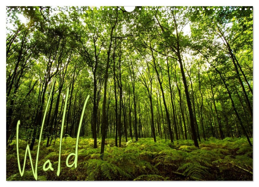 Wald (Wandkalender 2026 DIN A3 quer), CALVENDO Monatskalender - Frauke Gimpel