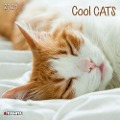 Cool Cats 2025 - 