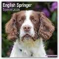 English Springer Spaniels 2025 - 16-Monatskalender - Avonside Publishing Ltd