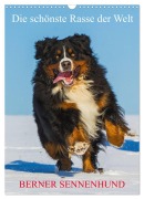 Die schönste Rasse der Welt - Berner Sennenhund (Wandkalender 2026 DIN A3 hoch), CALVENDO Monatskalender - Sigrid Starick