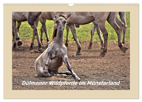 Dülmener Wildpferde im Münsterland (Wandkalender 2024 DIN A3 quer), CALVENDO Monatskalender - Bettina Hackstein