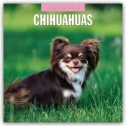 Chihuahuas - Chihuahua 2026 - 16-Monatskalender - Robin Red