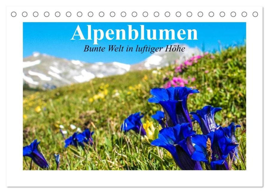 Alpenblumen. Bunte Welt in luftiger Höhe (Tischkalender 2026 DIN A5 quer), CALVENDO Monatskalender - Elisabeth Stanzer