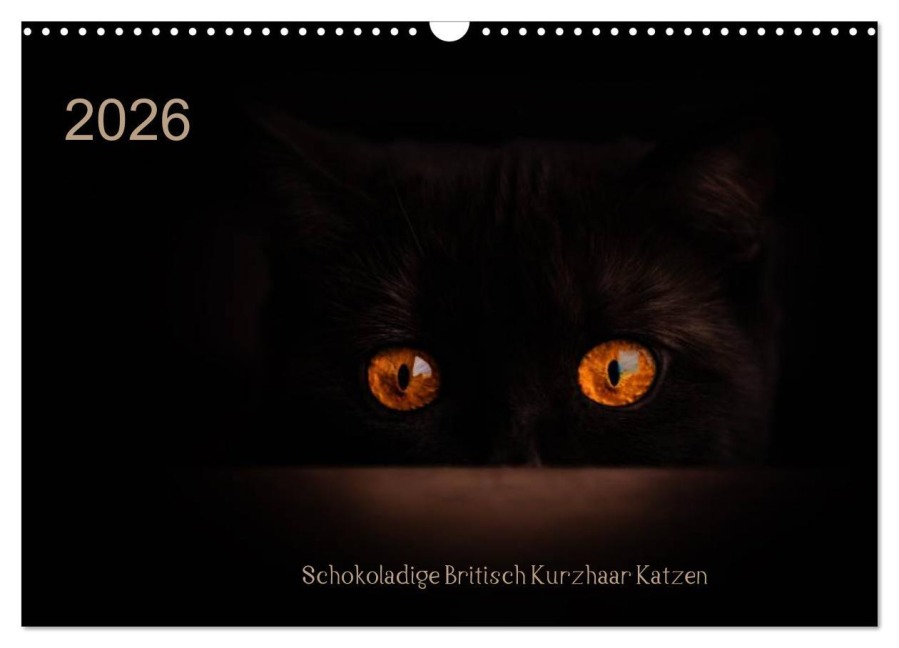 Schokoladige Britisch Kurzhaar Katzen (Wandkalender 2026 DIN A3 quer), CALVENDO Monatskalender - Janina Bürger