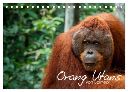 Cover-Bild zum Titel 'Orang Utans von Borneo Tierkalender 2026 (Tischkalender 2026 DIN A5 quer), CALVENDO Monatskalender' von 'Attila Arndt'