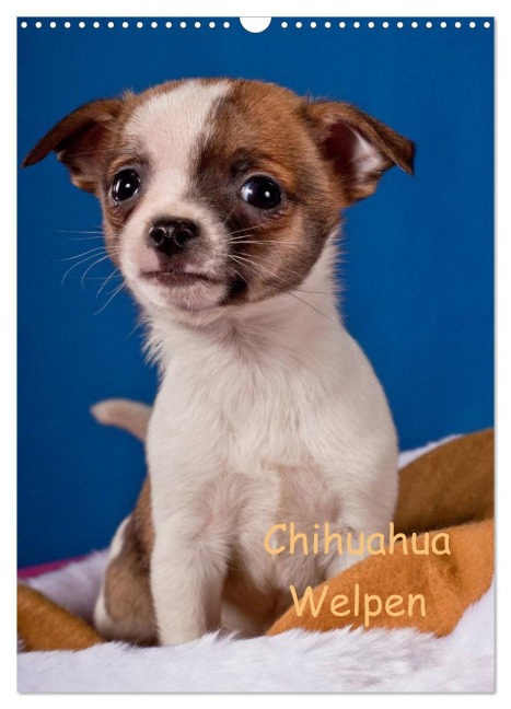 Chihuahua Welpen (Wandkalender 2025 DIN A3 hoch), CALVENDO Monatskalender - Gabriela Wejat-Zaretzke