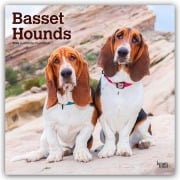 Cover-Bild zum Titel 'Basset Hounds 2026 - 16-Monatskalender' von 'Browntrout Publishers'