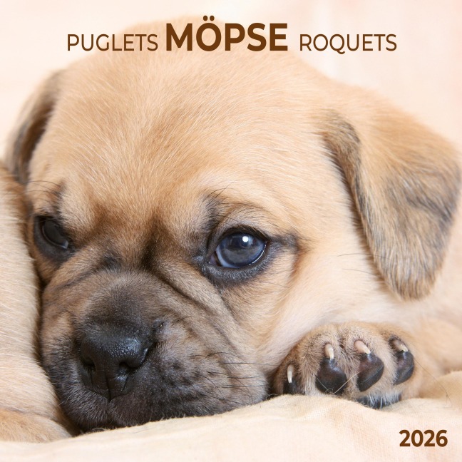 Möpse/Puglets 2026 - 