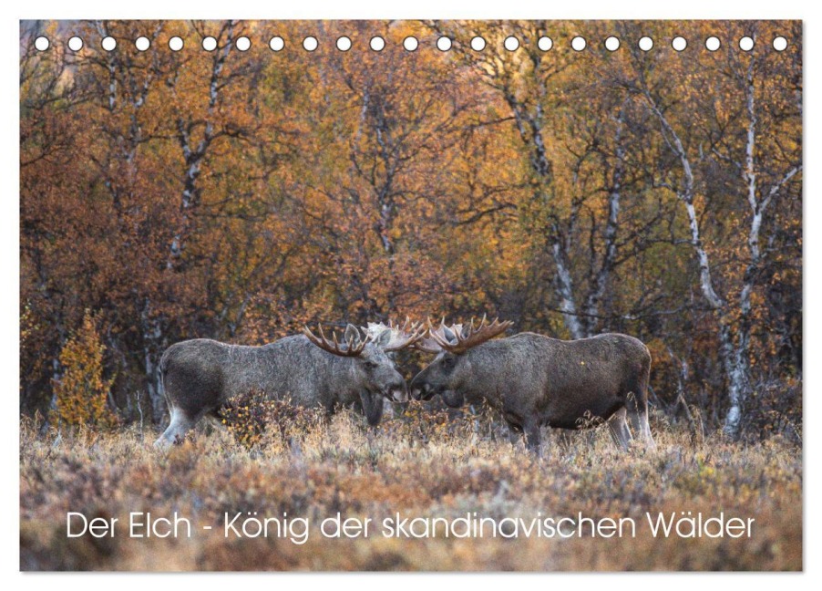 Der Elch - König der skandinavischen Wälder (Tischkalender 2026 DIN A5 quer), CALVENDO Monatskalender - David Oberholzer
