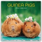 Guinea Pigs - Meerschweinchen 2026 - 16-Monatskalender - Gifted Stationery Co. Ltd