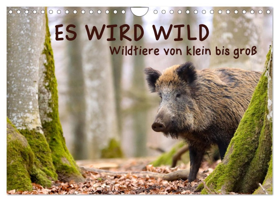 ES WIRD WILD Wildtiere von klein bis groß (Wandkalender 2025 DIN A4 quer), CALVENDO Monatskalender - Angela Merk