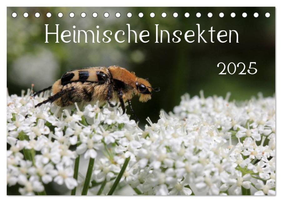 Heimische Insekten 2025 (Tischkalender 2025 DIN A5 quer), CALVENDO Monatskalender - Silvia Hahnefeld