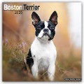 Boston Terrier 2025 - 16-Monatskalender - Avonside Publishing Ltd