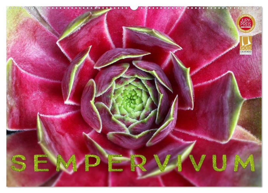 Sempervivum - Hauswurz (Wandkalender 2025 DIN A2 quer), CALVENDO Monatskalender - Martina Cross