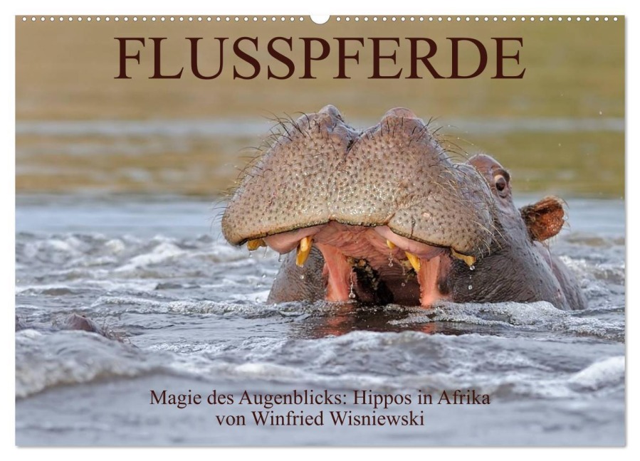 Flusspferde Magie des Augenblicks - Hippos in Afrika (Wandkalender 2026 DIN A2 quer), CALVENDO Monatskalender - Winfried Wisniewski