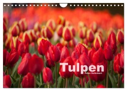 Tulpen (Wandkalender 2026 DIN A4 quer), CALVENDO Monatskalender - Peter Schickert