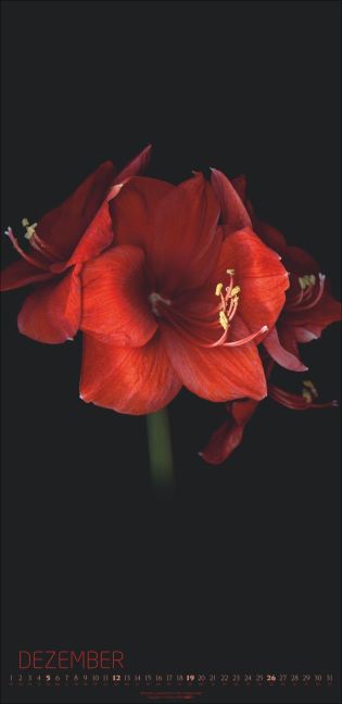 InsideView 12