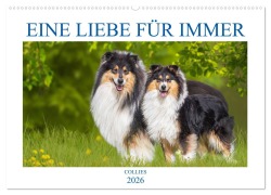 Cover-Bild zum Titel 'Eine Liebe für immer - Collies (Wandkalender 2026 DIN A2 quer), CALVENDO Monatskalender' von 'Sigrid Starick'