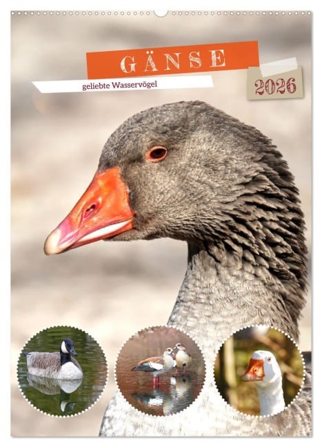Gänse, geliebte Wasservögel (Wandkalender 2026 DIN A2 hoch), CALVENDO Monatskalender - Sabine Löwer