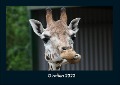 Giraffen 2022 Fotokalender DIN A4 - Tobias Becker