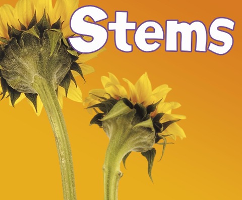 Stems - Vijaya Khisty Bodach