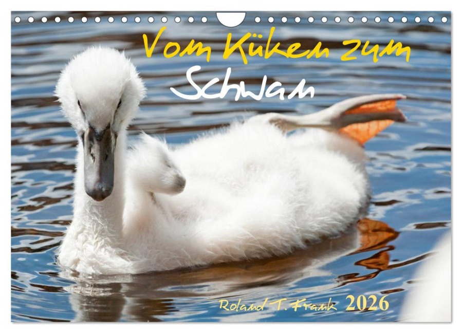 Vom Küken zum Schwan (Wandkalender 2026 DIN A4 quer), CALVENDO Monatskalender - Roland T. Frank