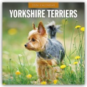 Yorkshire Terriers - Yorkshire Terrier 2026 - 16-Monatskalender - Robin Red