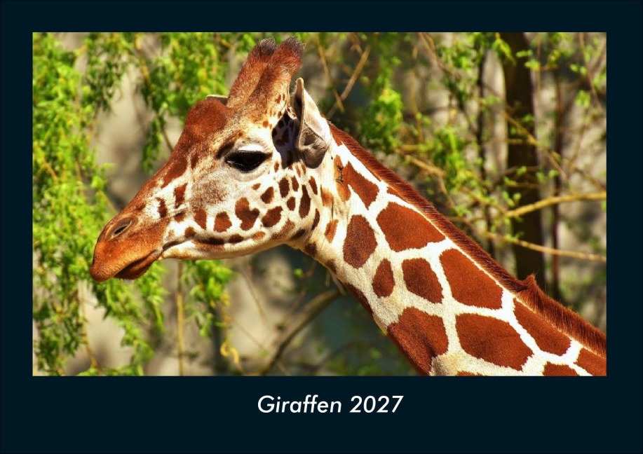 Giraffen 2027 Fotokalender DIN A4 - Tobias Schmitt, Kevin Heber