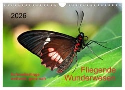 Cover-Bild zum Titel 'Fliegende Wunderwesen. Schmetterlinge weltweit, ganz nah (Wandkalender 2026 DIN A4 quer), CALVENDO Monatskalender' von 'Thomas Zeidler'