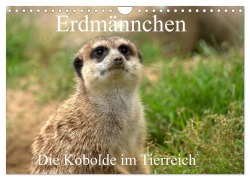 Cover-Bild zum Titel 'Erdmännchen - Die Kobolde im Tierreich (Wandkalender 2026 DIN A4 quer), CALVENDO Monatskalender' von 'Arno Klatt'